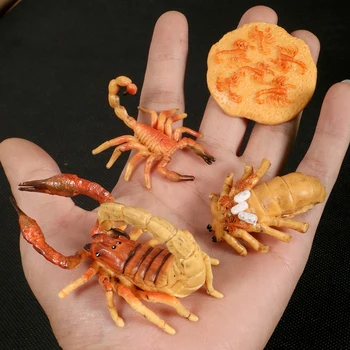 Simulação do Ciclo de Vida de Modelos de Escorpião,Artrópodes Animlas Estatueta Figura de Ação Coleção de Miniatura de Brinquedo Educativo Para as Crianças
